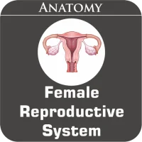 Female Reproductive System